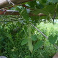 97菊華的絲瓜棚下掛了許多的絲瓜，這批絲瓜細嫩可口，自己吃不完分享給許多的朋友。