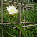 97菊華火龍果開花，花朵白色無暇，好似穿著白衣仙子，很清純很美。
