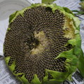 97sandy的向日葵，被颱風打下來，如果能繼續生長，一定是很大的一朵花。