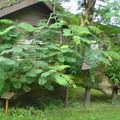 木屋後面有一段樹傾斜，多種植物在這段樹共生。