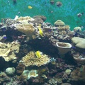 臺灣珊瑚