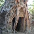 卡波克樹纏繞古廟