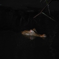 夜尋鱷魚