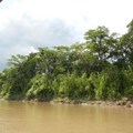 亞馬遜叢林 - 5