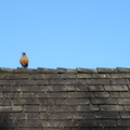 屋頂上的知更鳥