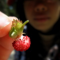 蛇莓-1