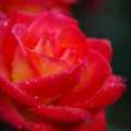 好多年來，我每年過兩個春天，一個在台灣，一個在紐西蘭；在基督城玫瑰總是從每年仲春十月開始綻放，美不勝收。今(2008)年11月我在家裡花園、植物園及Mona Vale拍下了一些玫瑰美姿，與您分享（原圖檔）。