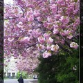 超美櫻花樹