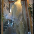 還有隻比人還大的北極熊標本