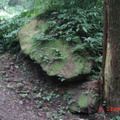石頭都長苔癬~旁邊的樹幹是分裂的喔！