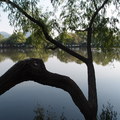 湖邊奇樹