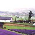 紫色北海道