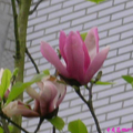 辛夷花-Magnolia的一種。
