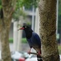 台灣藍鵲 - 5