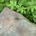 牽牛花的五爪葉和暫歇在石頭上的蜻蜓