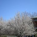 春暖遇見一棵開花的樹@美國丹佛街道