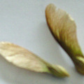 maple seeds2