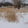 Lonely Cattails