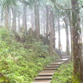 雨霧森林-太平山之旅 - 3