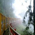 雨霧森林-太平山之旅 - 1