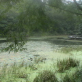 福山植物園美麗景致 - 2