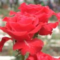 不同的玫瑰，或許代表著各式的愛情吧!!