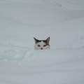 雪地裡的貓