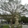 前庭榕樹：繁複枝幹宣示它強靱的生命