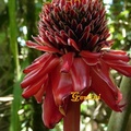 Papua New Guinea - 4