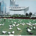 上海大劇院外的鴿子