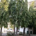 印度塔樹