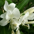 http://mail.ssps.tpc.edu.tw/~chuwei/flower/flower-0/flower-1.htm