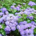 紫花霍香薊