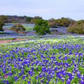Texas Wildflower Bluebonnets
