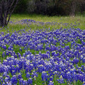 Texas Wildflower Bluebonnets
