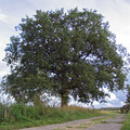 橡樹 oak