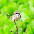 紅尾伯勞鳥