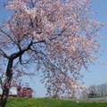 北海道要到五月中旬才春回大地
    櫻花繁豔
    鬱金香初綻嫩蕊
    白楊樹銀白亭立
   
    也有
    楓紅似火

