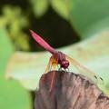 荷塘蜻蜓11