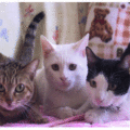 三隻貓咪各有特色