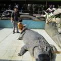 鱷魚王-鱷魚坐騎