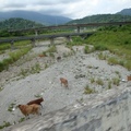 20100719太魯閣-光復，河川裡好多牛