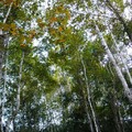 司馬庫斯的山林內，樹木已悄悄換裝，染上秋天的顏色