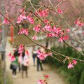 櫻花樹下遊客多