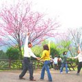 櫻花樹下跳舞也別有一番風味