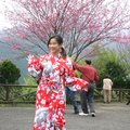 櫻之林也提供和服讓人在櫻花樹下拍照喔！