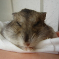 鼠來寶 (20090321)