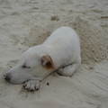 沙灘狗