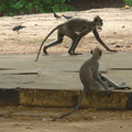 Monkey ( Katharagama in Sri Lanka)