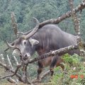 尼泊爾山中的牛媽媽